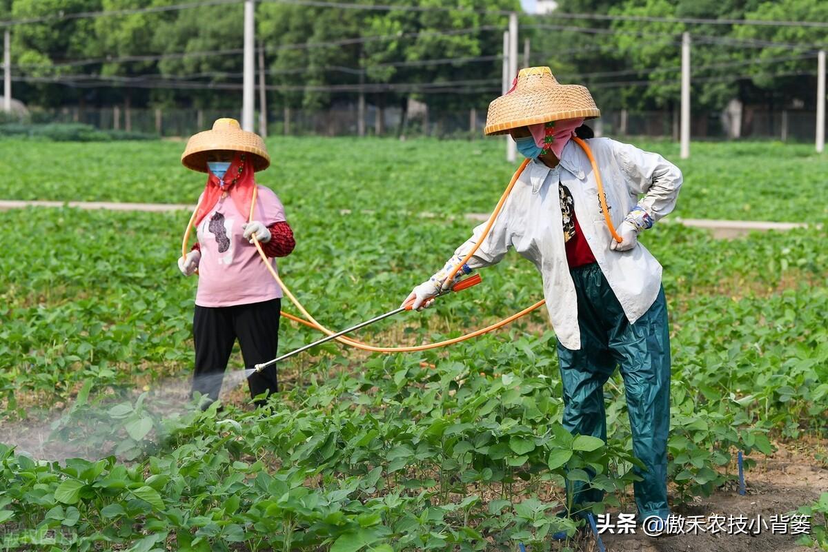 赤霉素促进植物生长_赤霉素是植物生长调节剂_植物生长调节剂赤霉素的作用